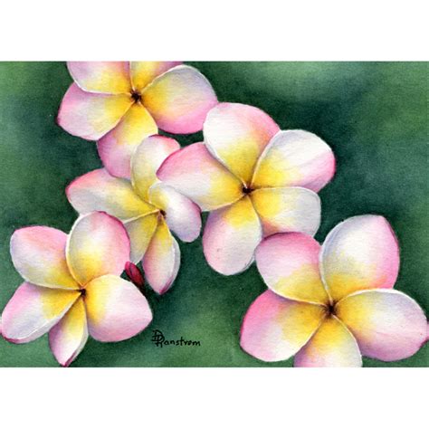 Plumeria Watercolor Painting Diana Ranstrom Art