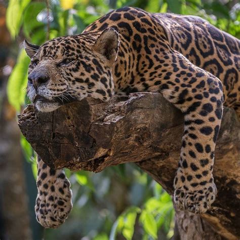 Nature Daily On Instagram Jaguar 🐆 Resting 🤩😍😍 📸 Bylucasl8photos