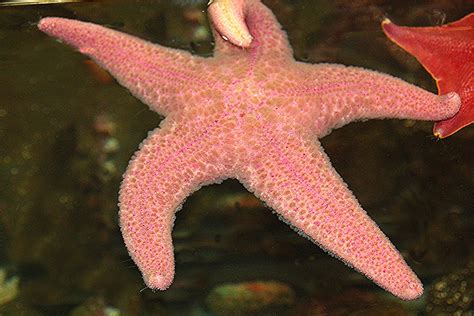 Pink Sea Star Taxonomy Kingdom Animalia Phylum Echinoder Flickr