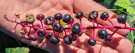Deadly Poisonous Pokeweed Is Actually Edible If You Do It Right Stone