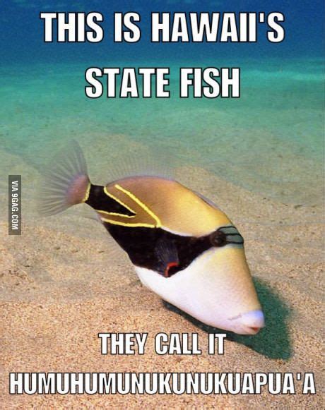 This Is Hawaiis State Fish