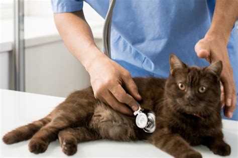heart murmur in cats everything you should know newtown vets