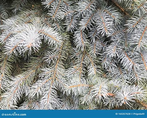 Evergreen Tree With Sharp Needles Stock Photo Image Of Drops Branch