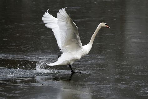 Thousands of birds were found dead in india and sri lanka beginning of this year. Bird flu: All you need to know to keep this fatal disease ...