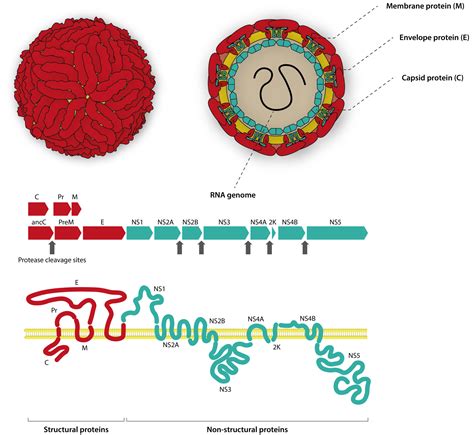 The Continued Challenges Of Flavivirus Serology The Native Antigen