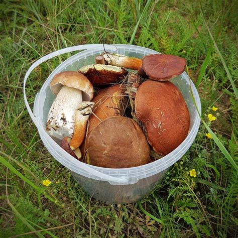 Edible Forest Mushrooms Stock Photo Image Of Background 100115290