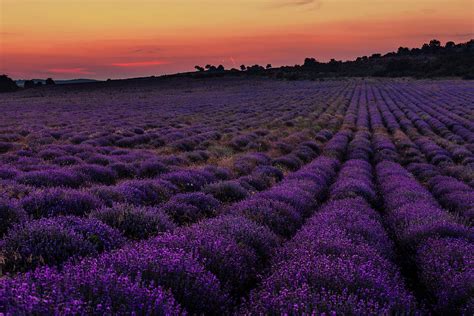 Lavender Field At Sunset Photograph By Cavan Images
