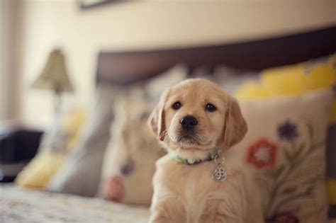 Gold inspired golden retriever names. Are Golden Retriever Puppies The Cutest?