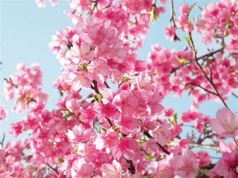 What Is A Weeping Cherry Tree With Pictures