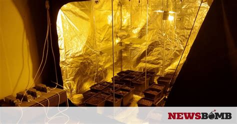 Η περιφέρεια ανατολικής μακεδονίας και θράκης (παμθ) είναι μία από τις περιφέρειες της ελλάδας. Θεσσαλονίκη: Καλλιεργούσαν κάνναβη στο κέντρο της πόλης ...
