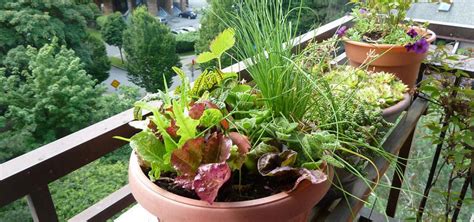 No Room For Vegetables Pot Up Your Plants Oregon State University