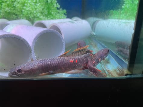 Red Wolf Fish Erythrinus Erythrinus Monsteraquariumonline