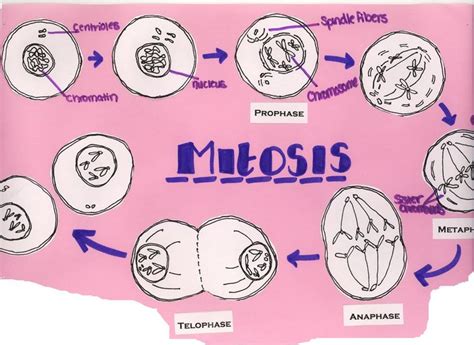 How is genetic drift different from natural selection? The Classy Teacher: The One With Mitosis | School | Pinterest | Teaching, Search and Science