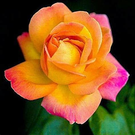 Rose Bicolore Belles Images De Fleurs Orchidée Rose Hybrides De Thé