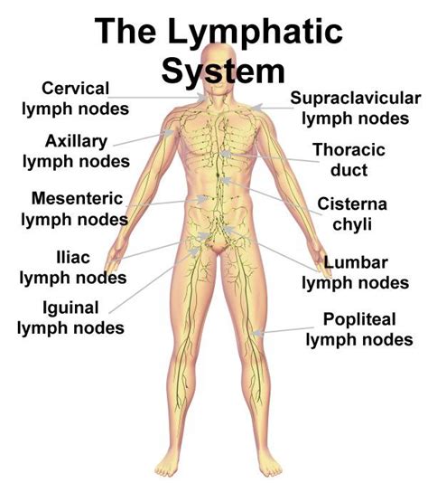 Muscle strains, bursitis, fractures, and hernias are some common causes of groin pain. Lymphatic system groin | Lymph system, Lymphatic system ...