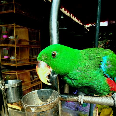 Green Parrot Free Stock Photo Public Domain Pictures