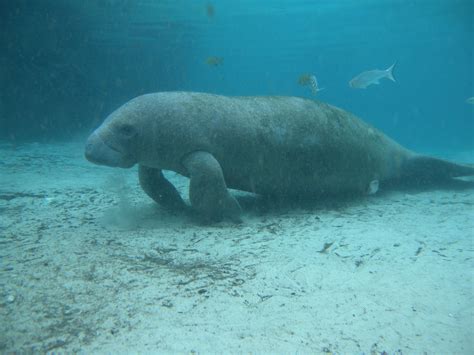 Founded in 1738 on the northernmost point of limestone hills, manatí is linked by a highway to san juan. Week of the Manatee will be celebrated with several events ...