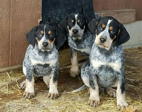 Griffon Bleu De Gascogne Vs Bluetick Coonhound Breed Comparison