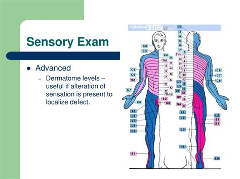 Ppt The Er Neurological Exam Powerpoint Presentation Free Download