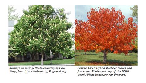 Most nursing homes in moorhead, mn offer skilled nursing, post acute care and inpatient rehab for the elderly. City of Moorhead : Shade Trees