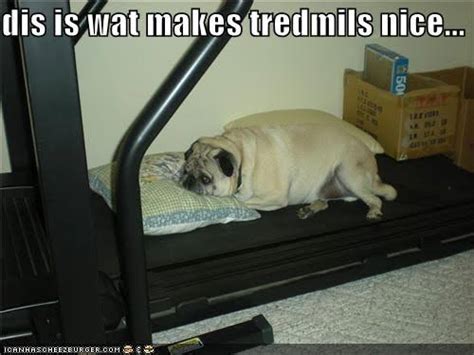 #doge meme #memes #hear me for i have spoken #txt. 50+ Funniest 🤣 Fat Dog Memes On The Internet | Guaranteed ...