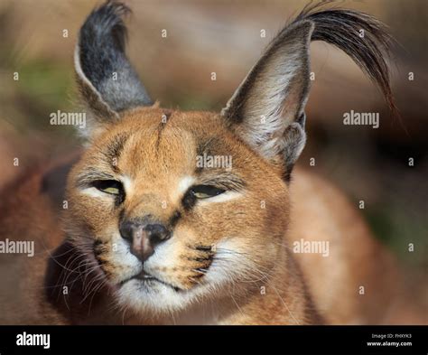 Ears Tufts Hi Res Stock Photography And Images Alamy