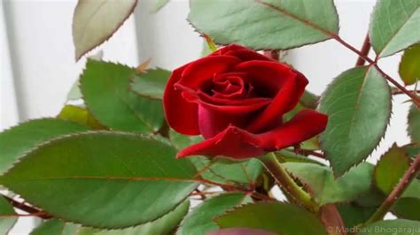 'love' tattoo 'love' is inked on the inner side of his right hand's wrist. Rose Flower Blooming - Time Lapse - YouTube