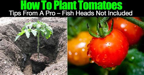 How To Plant Tomatoes Tips From A Pro Fish Heads Not Included