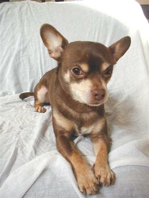 10 Best Small Dog Breeds for Families | Best small dogs ...