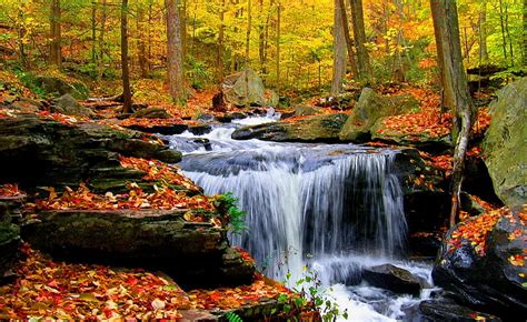 Forest Creek Forest Stream Fall Quiet Autumn Lovely Falling Bonito Creek Hd Wallpaper