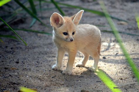 Surprise Fennec Fox Kits At Zoo Wroclaw Zooborns