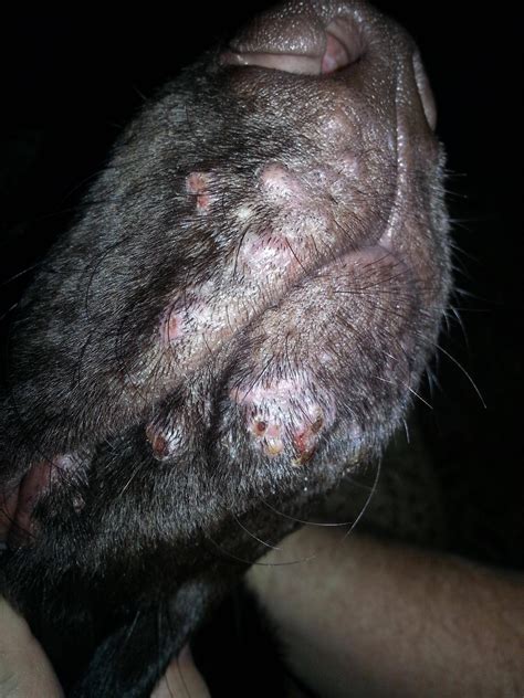 Sores Bumps And Puss Pockets On Chocolate Lab Chin And Lips What Is