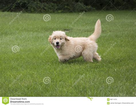 Happy Golden Retriever Puppy Stock Photo Image Of Grass Cute 96711074