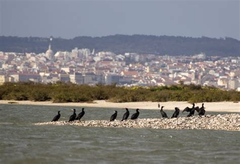 Why Is The Tagus Estuary So Important Seaeo Tours Boat Tours In Lisbon