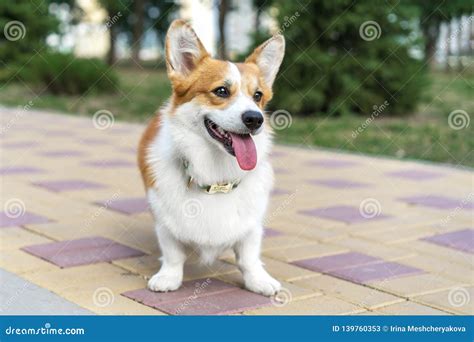 Cute And Active Purebred Welsh Corgi Dog Smiles With Tongue Outdoors