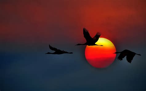 Wallpaper Sunlight Birds Sunset Red Reflection Sky Yellow Sun