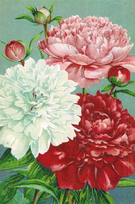 Affordable and search from millions of royalty free images, photos and vectors. Antique Images: Vintage Flower Clip Art: Pink, Red, and ...