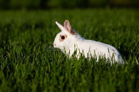 1167 Walking Rabbit Photos Free And Royalty Free Stock Photos From