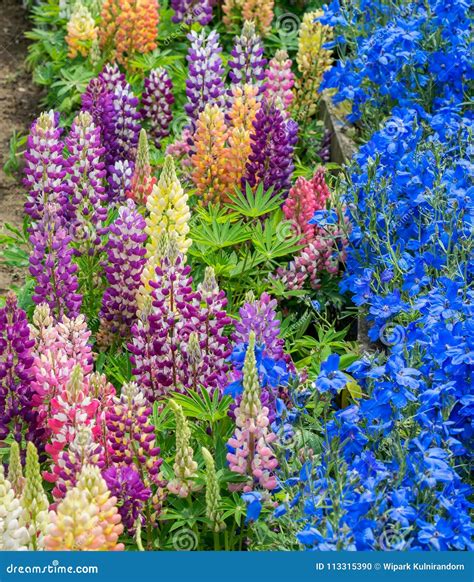 Beautiful Multi Colors Lupin Flowers And Blue Flowers Stock Photo