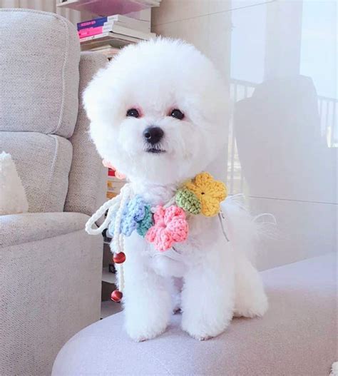 Teacup Bichon For Sale Englshrini