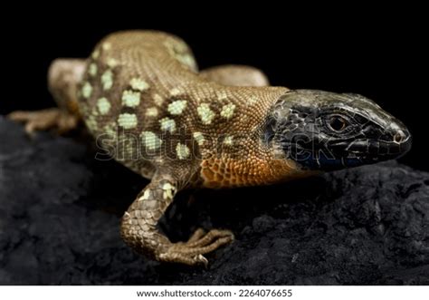 Kurdistan Ocellated Lizard Timon Kurdistanicus Stock Photo 2264076655