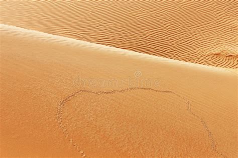 Animal Tracks On Sand Dunes Of The Arabian Desert Stock Image Image
