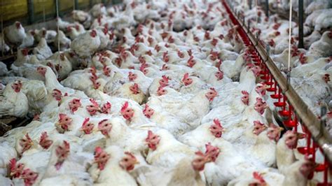 Tyson Foods Breaks Ground On Tennessee Chicken Plant