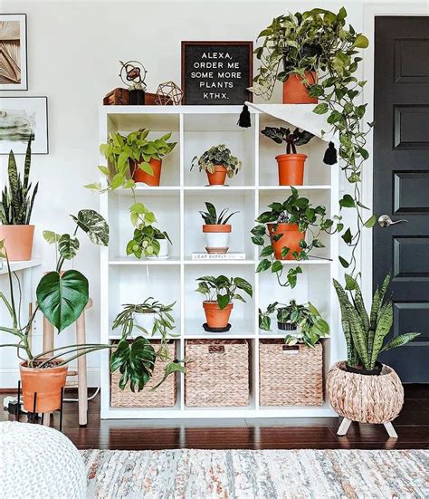 Comienzo Haiku Estable Decorar Tu Casa Con Plantas Apropiado Él Mismo Lío