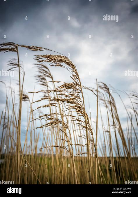 Reeds Blowing In The Wind At Dungeness Stock Photo Alamy