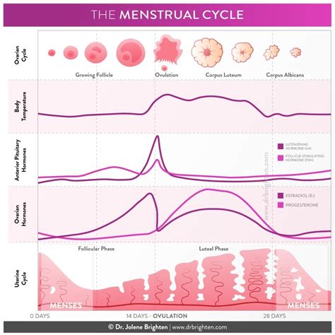 Menstrual Cycle Chart A Comprehensive View