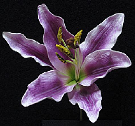 Purple Tiger Lily Flower Who Love Purple This Brand New Tiger