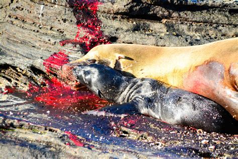 A Wow Moment In Galapagos The Birth Of A Sea Lion On Santiago Island