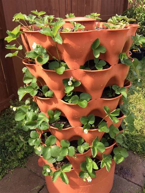 6 Best Strawberry Planters Grow Green Food