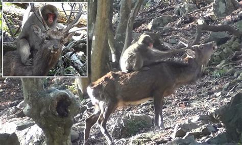 Japanese Snow Monkeys Are Learning To Have Sex With Deer